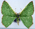  (Albinospila oxycentra - 817475)  @11 [ ] CreativeCommons - Attribution Non-Commercial Share-Alike (2015) David Polluck Smithsonian Institution