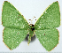  (Albinospila laticostata - 817477)  @11 [ ] CreativeCommons - Attribution Non-Commercial Share-Alike (2015) David Polluck Smithsonian Institution