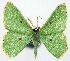  (Albinospila rhodostigma - 817478)  @11 [ ] CreativeCommons - Attribution Non-Commercial Share-Alike (2015) David Polluck Smithsonian Institution