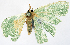  ( - 817537)  @11 [ ] CreativeCommons - Attribution Non-Commercial Share-Alike (2015) David Polluck Smithsonian Institution