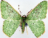  ( - 817604)  @11 [ ] CreativeCommons - Attribution Non-Commercial Share-Alike (2015) David Polluck Smithsonian Institution