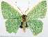  ( - CCDB-11876-A06)  @11 [ ] CreativeCommons - Attribution (2014) David Polluck Centre for Biodiversity Genomics