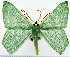  ( - 817640)  @11 [ ] CreativeCommons - Attribution Non-Commercial Share-Alike (2015) David Polluck Smithsonian Institution