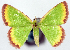  ( - CCDB-11876-A12)  @11 [ ] CreativeCommons - Attribution (2014) David Polluck Centre for Biodiversity Genomics