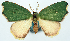  ( - CCDB-11876-A11)  @11 [ ] CreativeCommons - Attribution (2014) David Polluck Centre for Biodiversity Genomics
