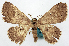  (Dithecodes inconspicua - CCDB-16669_G01)  @11 [ ] CreativeCommons - Attribution (2014) David Polluck Centre for Biodiversity Genomics