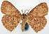  (Cyclophora glomerata - CCDB-16669_E09)  @11 [ ] CreativeCommons - Attribution (2014) David Polluck Centre for Biodiversity Genomics