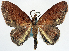 ( - CCDB-11873-A01)  @11 [ ] CreativeCommons - Attribution (2014) David Polluck Centre for Biodiversity Genomics