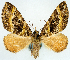  ( - CCDB-11873-A02)  @11 [ ] CreativeCommons - Attribution (2014) David Polluck Centre for Biodiversity Genomics