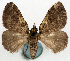  ( - CCDB-11873-A06)  @11 [ ] CreativeCommons - Attribution (2014) David Polluck Centre for Biodiversity Genomics