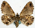  (Spectrobasis differens - CCDB-11873-A09)  @11 [ ] CreativeCommons - Attribution (2014) David Polluck Centre for Biodiversity Genomics
