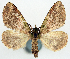  (Spectrobasis viridis - CCDB-11873-A11)  @11 [ ] CreativeCommons - Attribution (2014) David Polluck Centre for Biodiversity Genomics