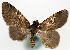  (Spectrobasis rufa - CCDB-11873-B01)  @11 [ ] CreativeCommons - Attribution (2014) David Polluck Centre for Biodiversity Genomics