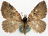  ( - CCDB-11873-B02)  @11 [ ] CreativeCommons - Attribution (2014) David Polluck Centre for Biodiversity Genomics