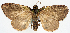  (Spectrobasis impectinata - CCDB-11873-B03)  @11 [ ] CreativeCommons - Attribution (2014) David Polluck Centre for Biodiversity Genomics