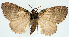  ( - CCDB-11873-B04)  @11 [ ] CreativeCommons - Attribution (2014) David Polluck Centre for Biodiversity Genomics