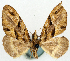  (Sterrhochaeta semiradiata - CCDB-11873-B08)  @11 [ ] CreativeCommons - Attribution (2014) David Polluck Centre for Biodiversity Genomics