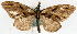  ( - CCDB-11873-B09)  @11 [ ] CreativeCommons - Attribution (2014) David Polluck Centre for Biodiversity Genomics