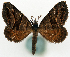  (Sterrhochaeta pictipennis - CCDB-11873-B10)  @11 [ ] CreativeCommons - Attribution (2014) David Polluck Centre for Biodiversity Genomics