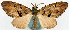  (Sterrhochaeta lamia - CCDB-11873-B11)  @11 [ ] CreativeCommons - Attribution (2014) David Polluck Centre for Biodiversity Genomics