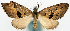  ( - CCDB-11873-B12)  @11 [ ] CreativeCommons - Attribution (2014) David Polluck Centre for Biodiversity Genomics