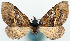  (Sterrhochaeta rectilineata - CCDB-11873-C06)  @11 [ ] CreativeCommons - Attribution (2014) David Polluck Centre for Biodiversity Genomics