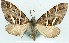  (Desmoclystia dilataria - CCDB-11873-E08)  @11 [ ] CreativeCommons - Attribution (2014) David Polluck Centre for Biodiversity Genomics