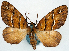  (Sterrhochaeta fulgurata - CCDB-11873-C11)  @11 [ ] CreativeCommons - Attribution (2014) David Polluck Centre for Biodiversity Genomics