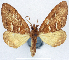  (Sterrhochaeta tanaorrhina - CCDB-11873-D01)  @11 [ ] CreativeCommons - Attribution (2014) David Polluck Centre for Biodiversity Genomics