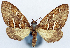  (Sterrhochaeta chaea - CCDB-11873-D02)  @11 [ ] CreativeCommons - Attribution (2014) David Polluck Centre for Biodiversity Genomics