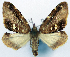  (Sterrhochaeta flexilinea - CCDB-11873-D05)  @11 [ ] CreativeCommons - Attribution (2014) David Polluck Centre for Biodiversity Genomics
