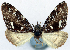  (Sterrhochaeta distorta - CCDB-11873-D06)  @11 [ ] CreativeCommons - Attribution (2014) David Polluck Centre for Biodiversity Genomics