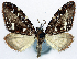  (Sterrhochaeta discinota - CCDB-11873-D07)  @11 [ ] CreativeCommons - Attribution (2014) David Polluck Centre for Biodiversity Genomics