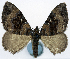  (Loxofidonia - CCDB-11873-D10)  @11 [ ] CreativeCommons - Attribution (2014) David Polluck Centre for Biodiversity Genomics