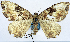  ( - CCDB-11873-E01)  @11 [ ] CreativeCommons - Attribution (2014) David Polluck Centre for Biodiversity Genomics