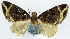  (Parachaetolopha coerulescens - CCDB-11873-E04)  @11 [ ] CreativeCommons - Attribution (2014) David Polluck Centre for Biodiversity Genomics