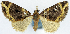  (Tripteridia synclinogramma - CCDB-11873-E05)  @11 [ ] CreativeCommons - Attribution (2014) David Polluck Centre for Biodiversity Genomics