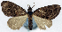 ( - CCDB-11873-E06)  @11 [ ] CreativeCommons - Attribution (2014) David Polluck Centre for Biodiversity Genomics
