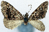  (Desmoclystia unknown1 - CCDB-11873-E07)  @11 [ ] CreativeCommons - Attribution (2014) David Polluck Centre for Biodiversity Genomics