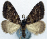  (Desmoclystia prodiga - CCDB-11873-E11)  @11 [ ] CreativeCommons - Attribution (2014) David Polluck Centre for Biodiversity Genomics