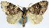  (Desmoclystia aypna - CCDB-11873-F02)  @11 [ ] CreativeCommons - Attribution (2014) David Polluck Centre for Biodiversity Genomics