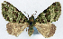  (Desmoclystia falsidica - CCDB-11873-F04)  @11 [ ] CreativeCommons - Attribution (2014) David Polluck Centre for Biodiversity Genomics