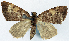  (Desmoclystia cnecoplaca - CCDB-11873-F07)  @11 [ ] CreativeCommons - Attribution (2014) David Polluck Centre for Biodiversity Genomics