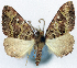  (Xenoclystia delicata - CCDB-11873-F08)  @11 [ ] CreativeCommons - Attribution (2014) David Polluck Centre for Biodiversity Genomics