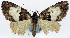  (Desmoclystia abata - CCDB-11873-F10)  @11 [ ] CreativeCommons - Attribution (2014) David Polluck Centre for Biodiversity Genomics