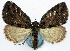  (Desmoclystia hirticosta - CCDB-11873-G04)  @11 [ ] CreativeCommons - Attribution (2014) David Polluck Centre for Biodiversity Genomics