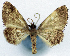  ( - CCDB-11873-G06)  @11 [ ] CreativeCommons - Attribution (2014) David Polluck Centre for Biodiversity Genomics