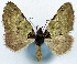  ( - CCDB-11873-G07)  @11 [ ] CreativeCommons - Attribution (2014) David Polluck Centre for Biodiversity Genomics
