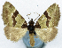  (Desmoclystia nigribasis - CCDB-11873-G08)  @11 [ ] CreativeCommons - Attribution (2014) David Polluck Centre for Biodiversity Genomics