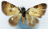  (Desmoclystia abbreviata - CCDB-11873-G09)  @11 [ ] CreativeCommons - Attribution (2014) David Polluck Centre for Biodiversity Genomics